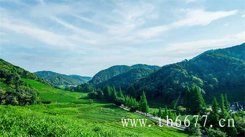 普洱茶小知识(七)